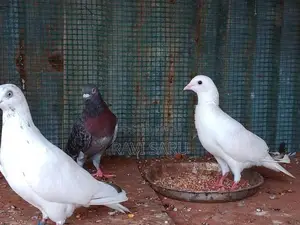 Racer Pigeon