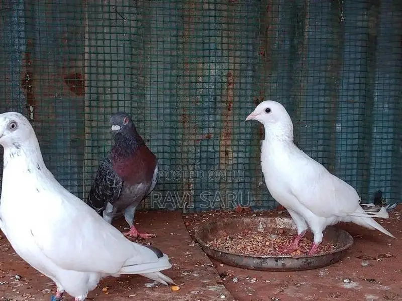 Racer Pigeon