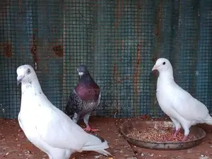Racer Pigeon