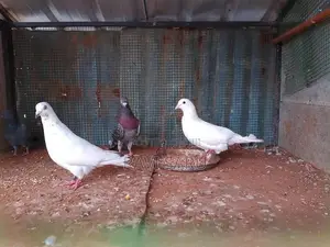 Racer Pigeon