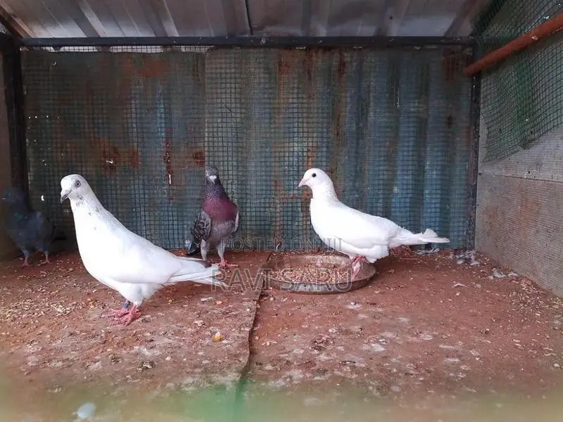 Racer Pigeon