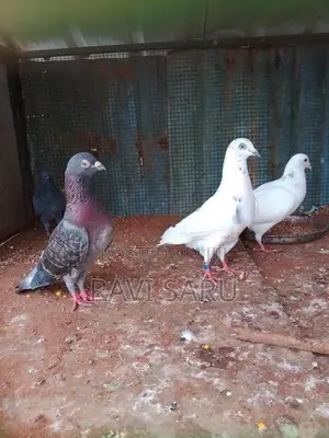 Racer Pigeon