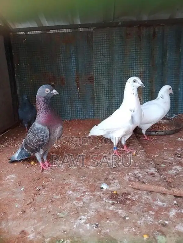 Racer Pigeon