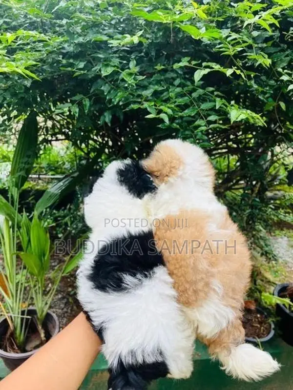 Shih Tzu Puppy