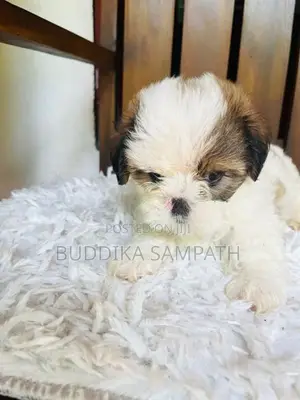 Shih Tzu Puppy