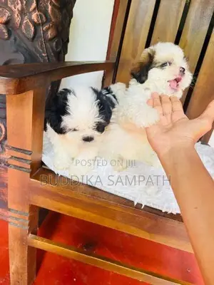 Shih Tzu Puppy