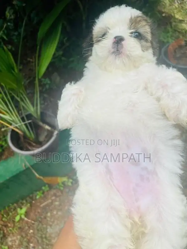 Shih Tzu Puppy