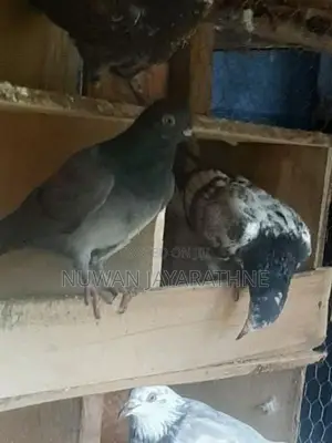 Pigeon