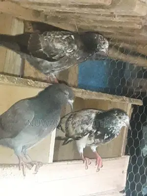 Pigeon