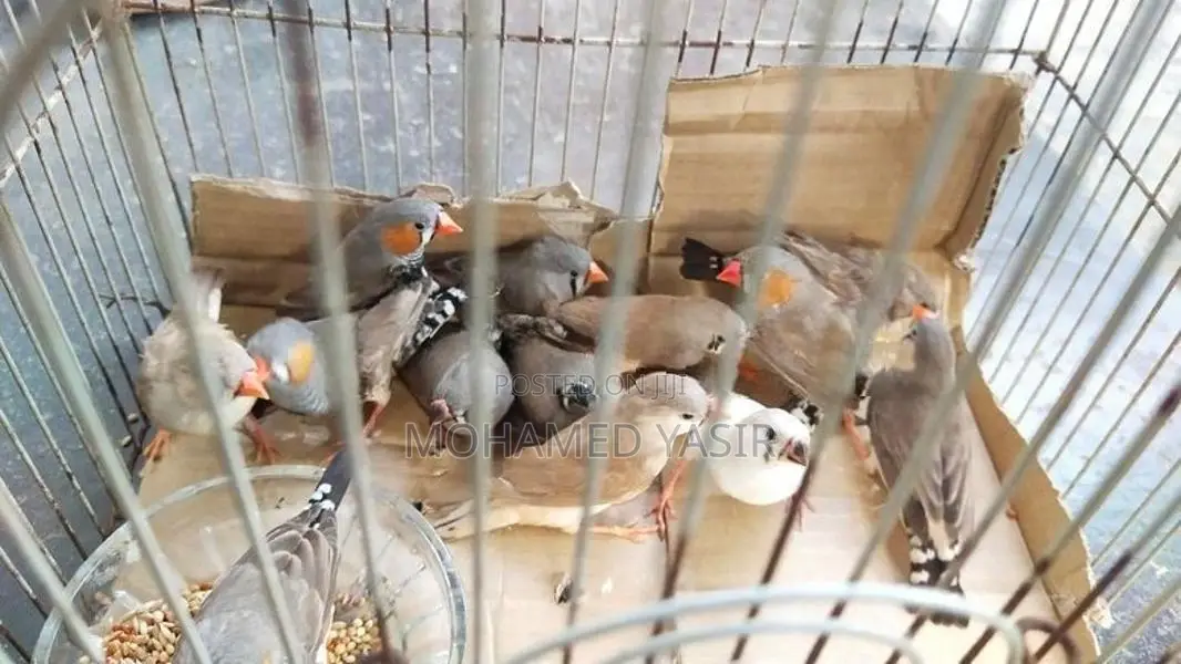 Finches Bird