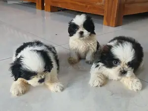 Shih Tzu Puppies