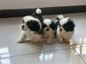 Shih Tzu Puppies