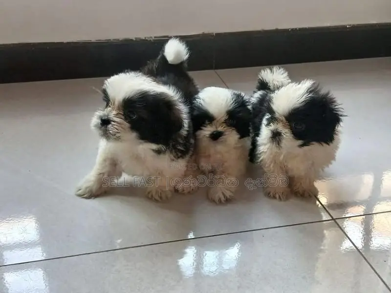 Shih Tzu Puppies