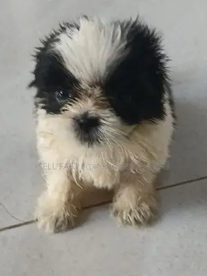 Shih Tzu Puppies