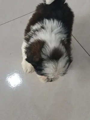 Shih Tzu Puppies