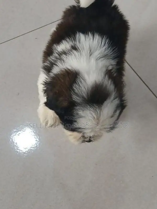 Shih Tzu Puppies