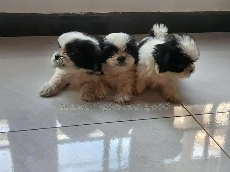 Shih Tzu Puppies