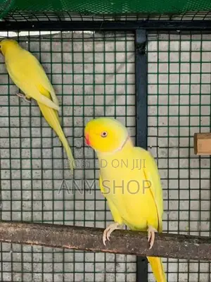 Indian Ringneck Bird