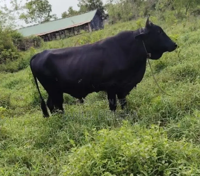 වස්සන්