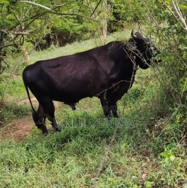 වස්සන්