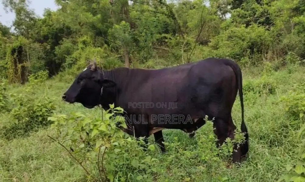 වස්සන්