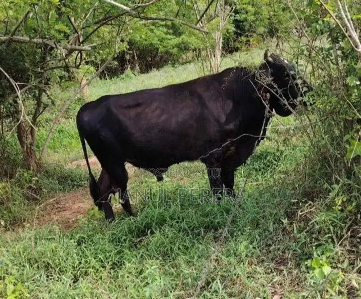 වස්සන්