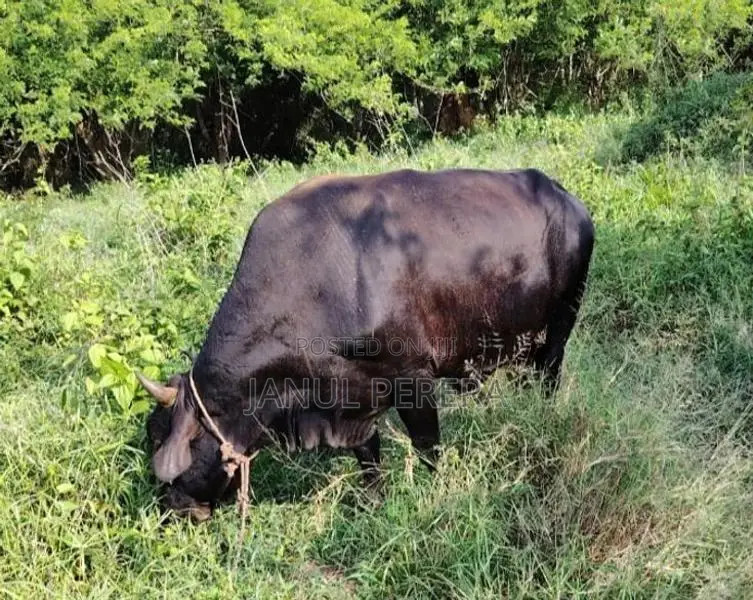 වස්සන්