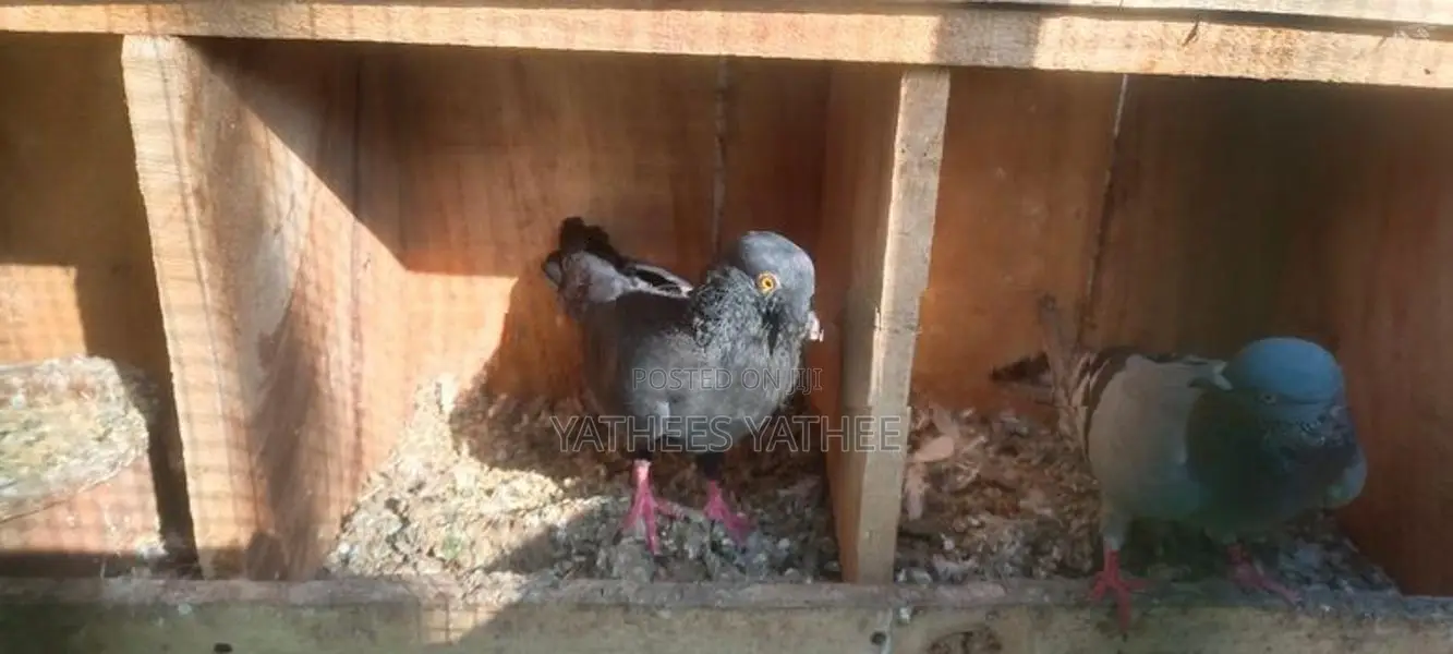 Pigeon