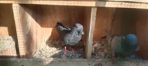 Pigeon