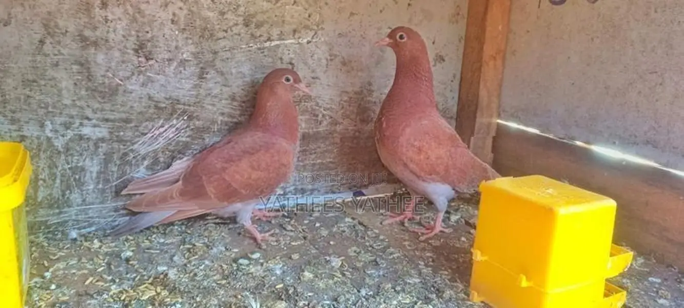 Pigeon