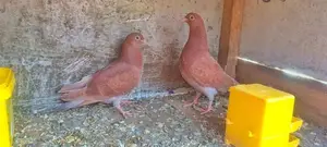 Pigeon