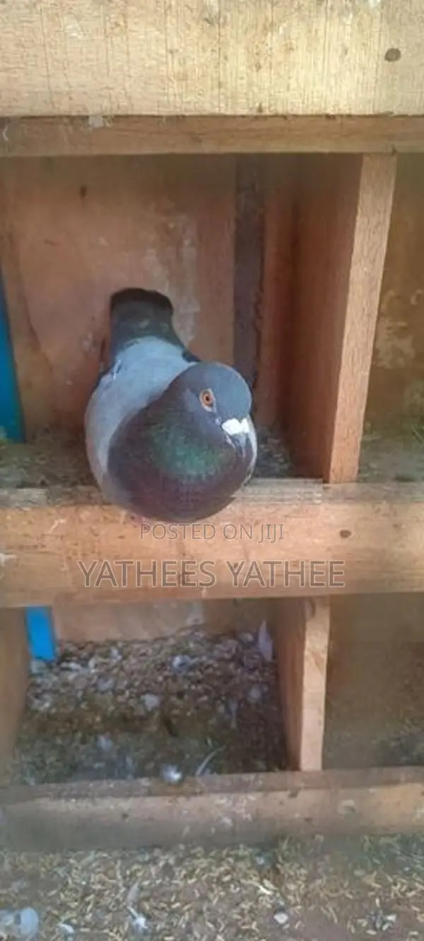 Pigeon
