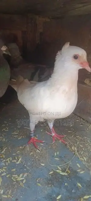 Pigeon