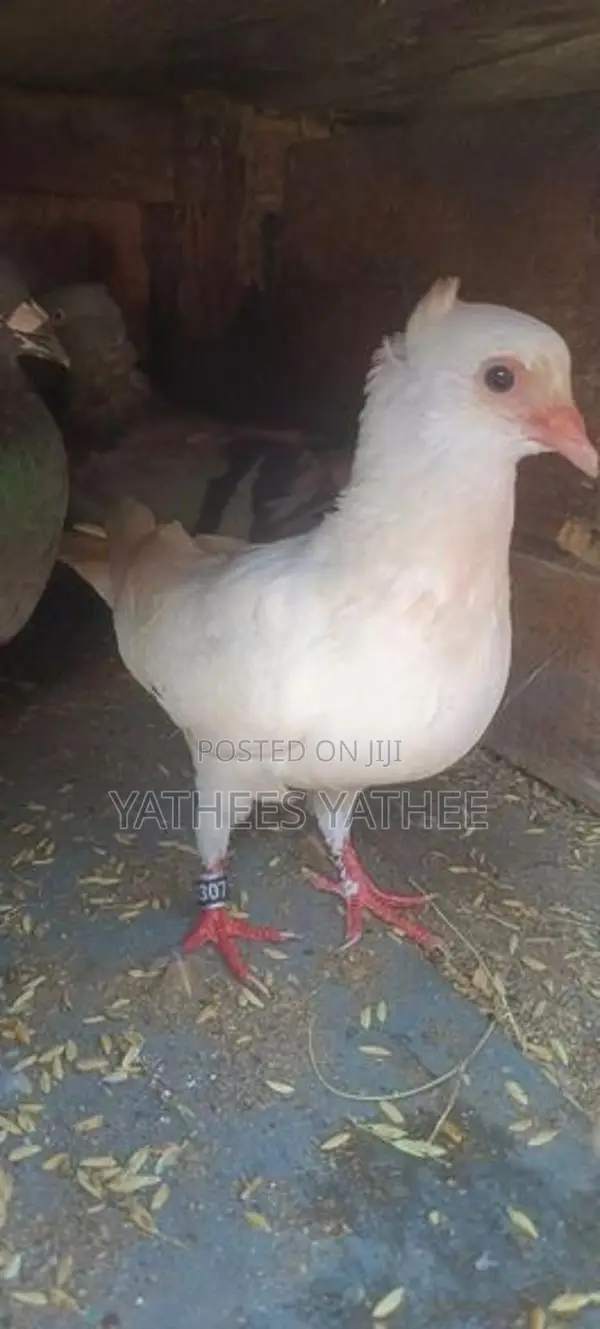 Pigeon