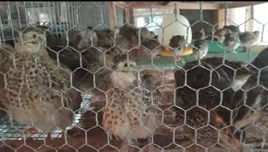 වටු කිරිල්ලියෝ(ජම්බො කොෂ්)