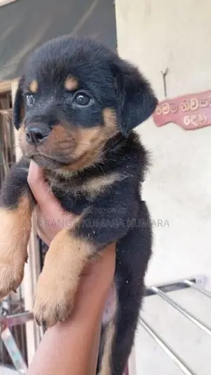 ROTWAILER PUPPES