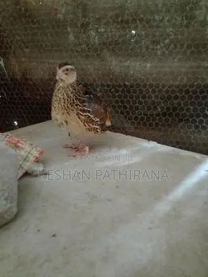 වටු කිරිල්ලියෝ(ජම්බො කොෂ්)