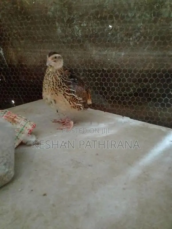 වටු කිරිල්ලියෝ(ජම්බො කොෂ්)