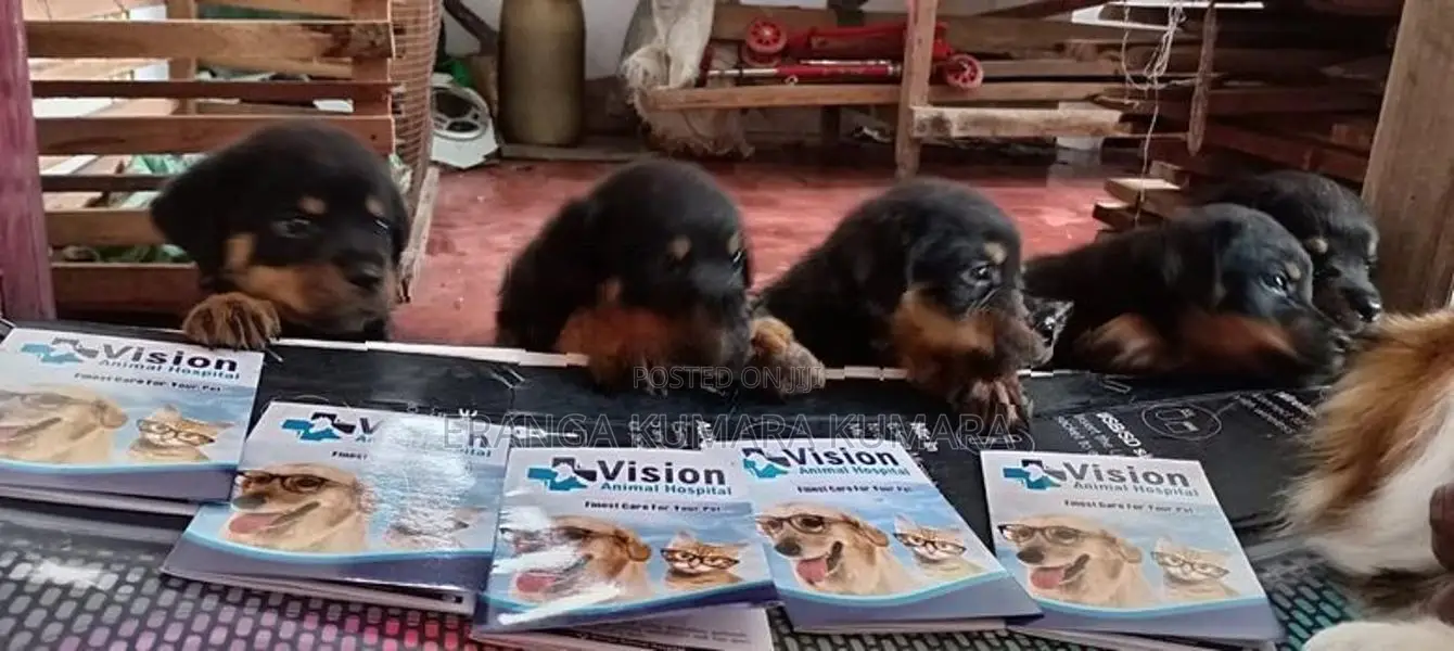 ROTWAILER PUPPES