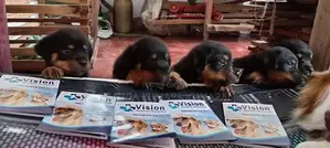 ROTWAILER PUPPES