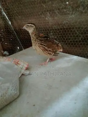 වටු කිරිල්ලියෝ(ජම්බො කොෂ්)