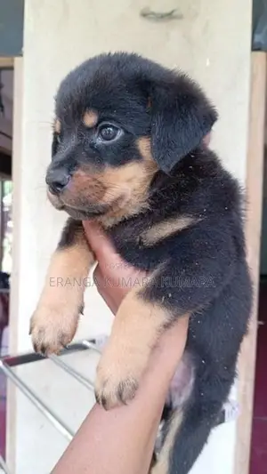 ROTWAILER PUPPES
