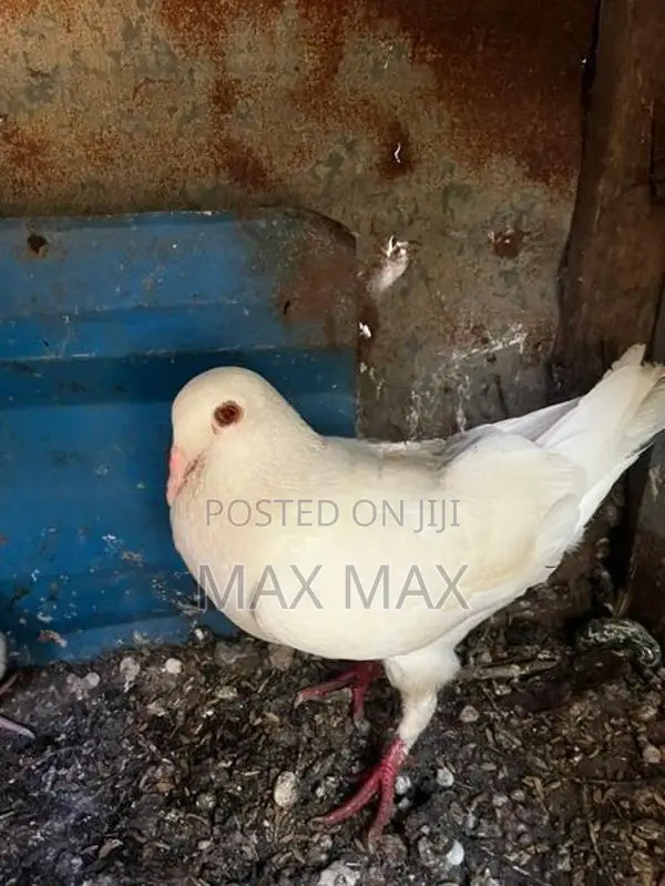 Ricer Pura