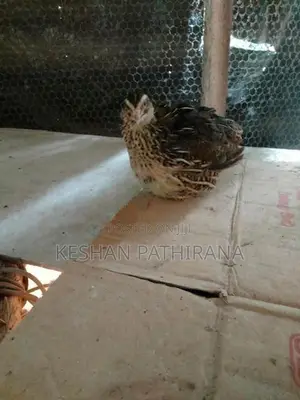 වටු කිරිල්ලියෝ(ජම්බො කොෂ්)