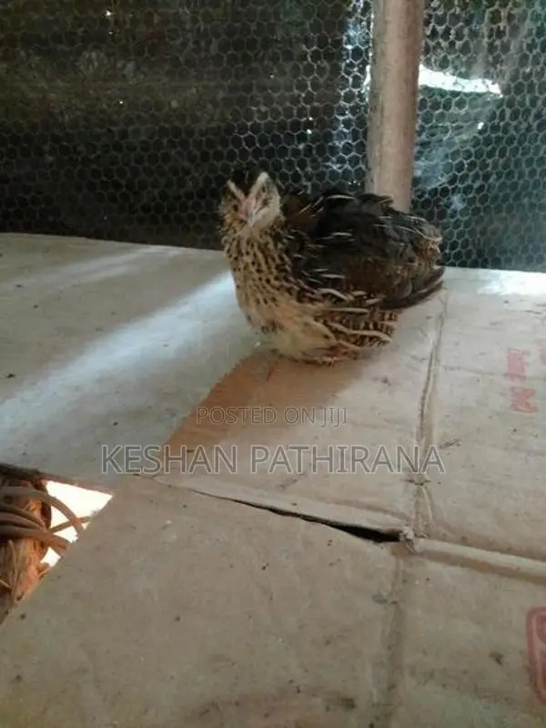 වටු කිරිල්ලියෝ(ජම්බො කොෂ්)