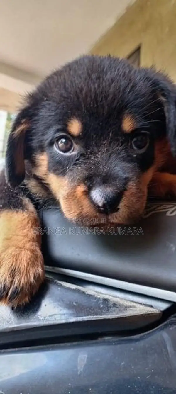 ROTWAILER PUPPES