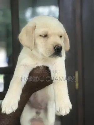Labrador puppy