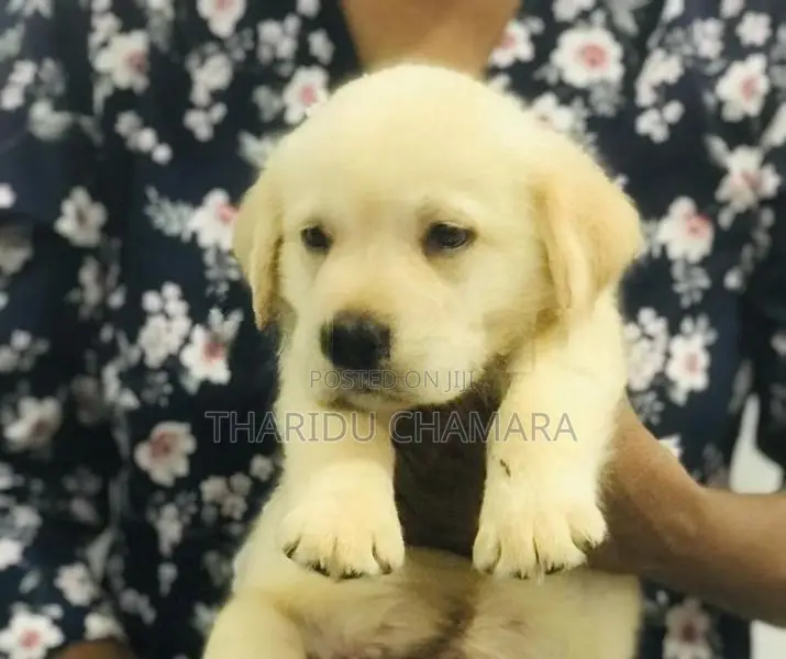 Labrador puppy