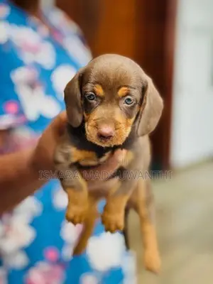 Dachshund Puppies