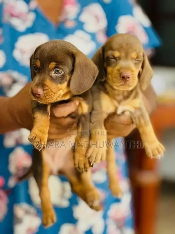 Dachshund Puppies